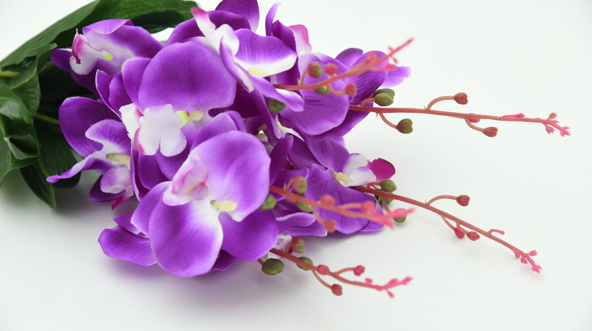 Fresh Orchids