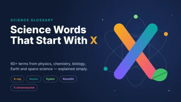 Science words that start with X, including X-ray, xenon, xylem, xenolith, and X chromosome