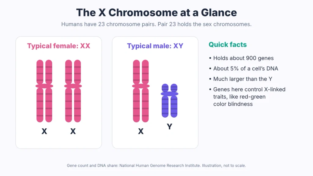 Comparison of XX and XY sex chromosomes with key facts about the X chromosome